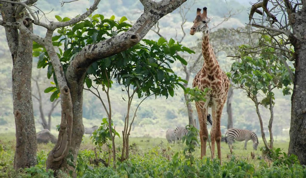 Arusha National Park