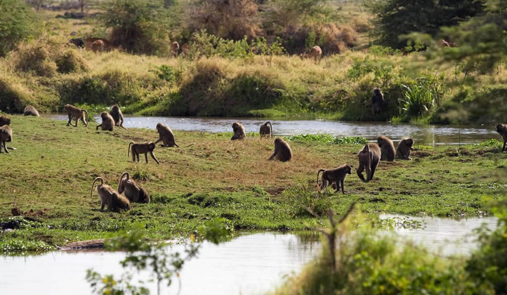 Lake Manyara National Park