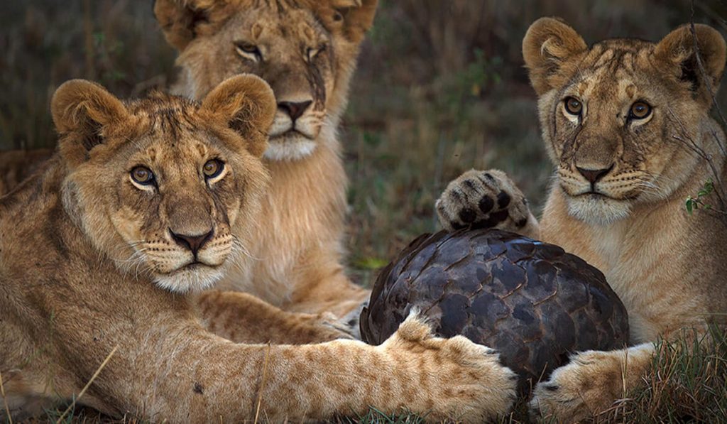 Maasai Mara Reserve