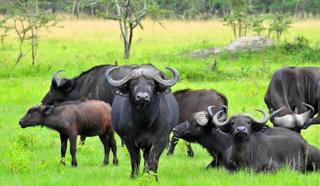 MERU NATIONAL PARK