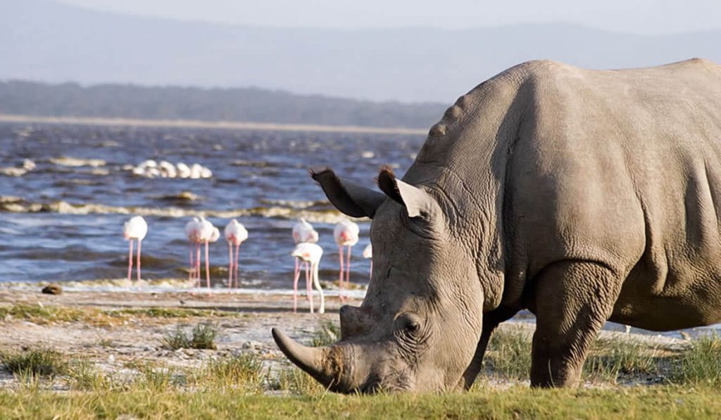 LAKE NAKURU N. PARK