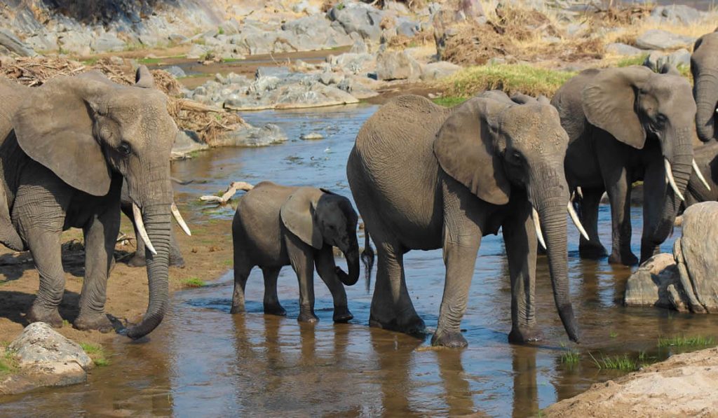 Tarangire National Park